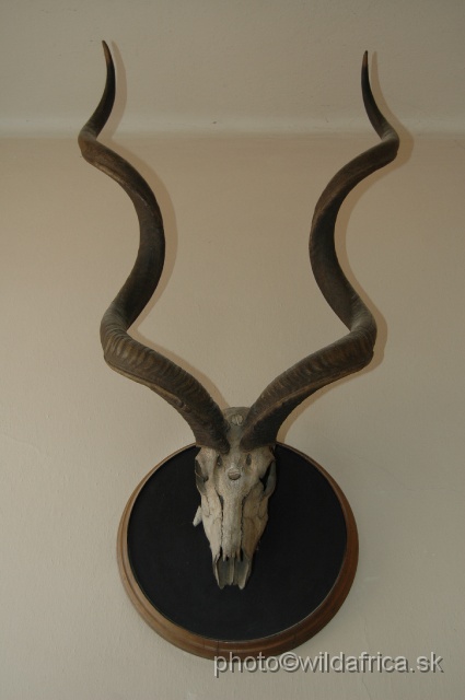 DSC_0086.JPG - Greater Kudu Trophy from Holub`s collection