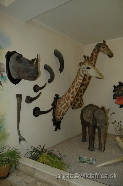 DSC_0102.JPG - There is a large collection of African Game trophies. Part of them were collected by other travelers.
