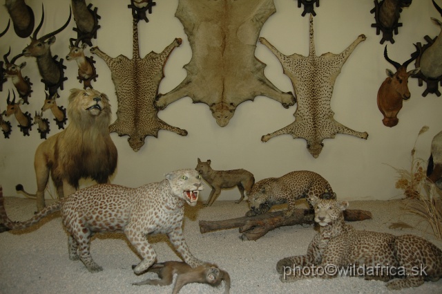 DSC_0112.JPG - Leopards, Cape Lion and others.