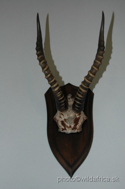 DSC_0143.JPG - Blesbok horns.