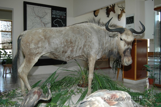 DSC_0146.JPG - Johnston`s Wildebeest (Connochaetes taurinus johnstoni).