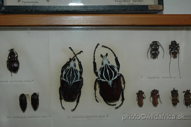 DSC_0151.JPG - The insect collections. The mighty Goliath beetle.