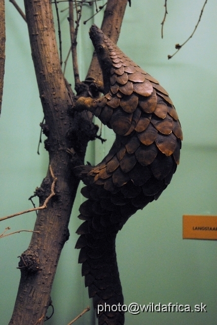 _DSC0107.JPG - Long-tailed pangolin (Uromanis tetradactyla)