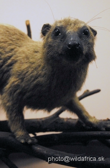 _DSC0139.JPG - Western Tree hyrax (Dendrohyrax dorsalis)