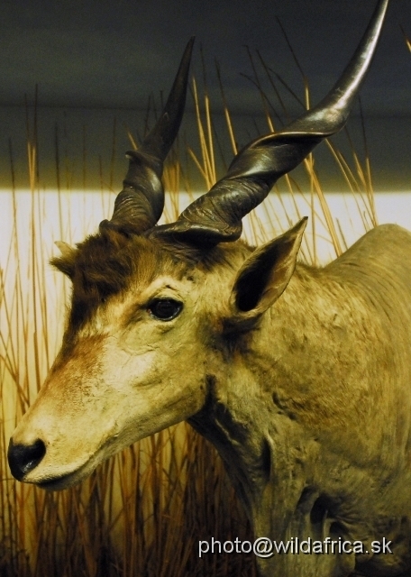 _DSC0150.JPG - Eland (Taurotragus oryx)