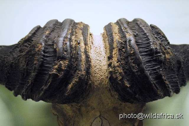 _DSC0158.JPG - Detail of horn thickening of african buffalo.