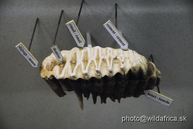 _DSC0166.JPG - Morphology of elephant tooth.