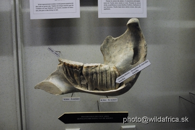 _DSC0168.JPG - Cross-section of the elephant mandible showing the roots of the teeth.