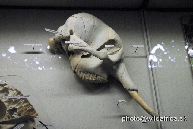 _DSC0170.JPG - The skull of elephant.