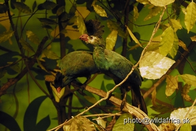 _DSC0179.JPG - Great Blue Turaco (Corythaeola cristata)