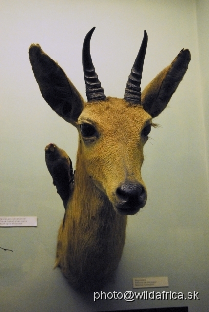 _DSC0181.JPG - Young male of Southern reedbuck (Redunca arundinum)