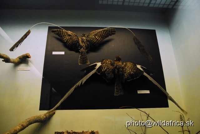 _DSC0186.JPG - Standard-winged Nightjar (Macrodipteryx longipennis) and down Pennant-winged Nightjar (Macrodipteryx vexillarius)