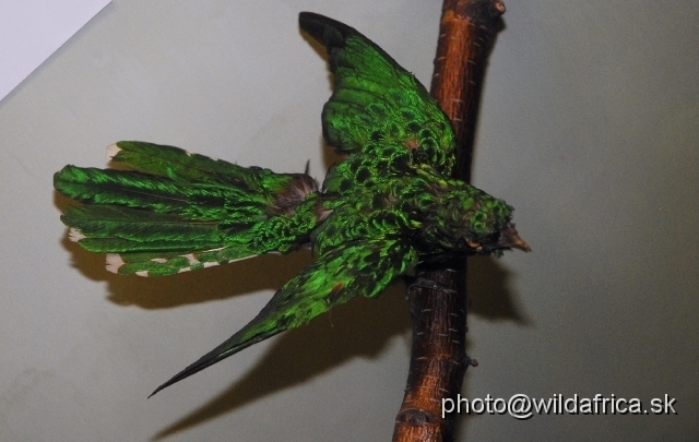 _DSC0187.JPG - African Emerald cuckoo (Chrysococcyx cupreus)