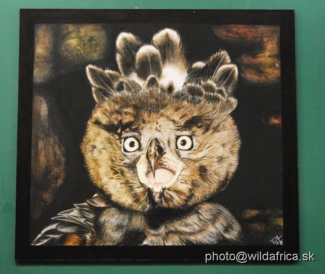 _DSC0188.JPG - Painting of Crowned Eagle head (Stephanoetus coronatus)