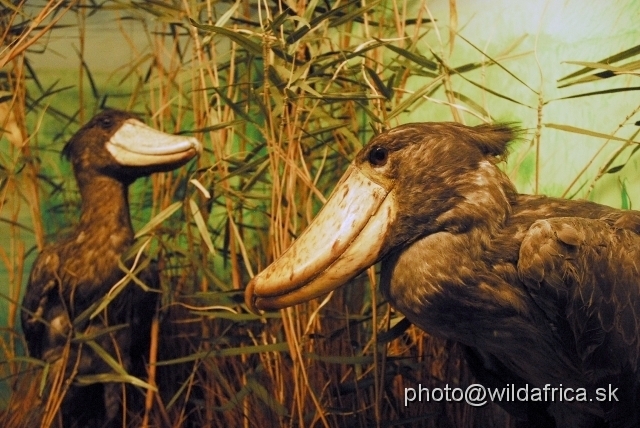 _DSC0189.JPG - Shoebill or Abu-markub (Balaeniceps rex)