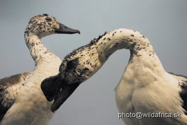 _DSC0192.JPG - Cumb duck (Sarkidiornis melanotos)