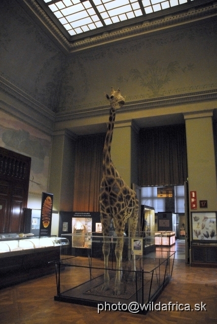 _DSC0196.JPG - Rothshild Giraffe