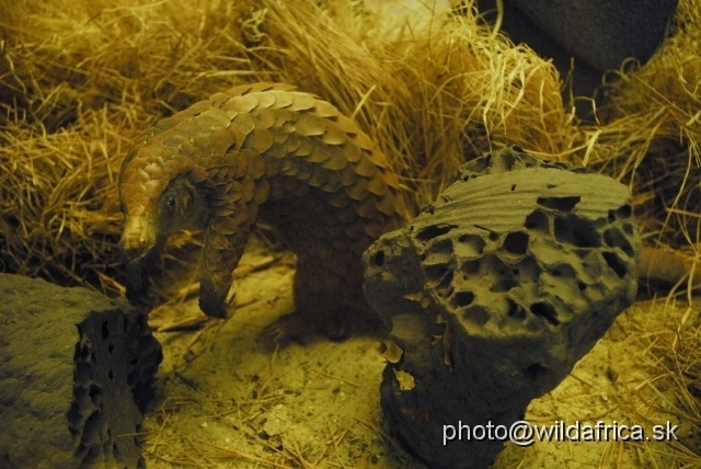 _DSC0197.JPG - Tree pangolin (Phataginus tricuspis)