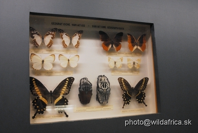 _DSC0199.JPG - African butterflies and goliath beetles.