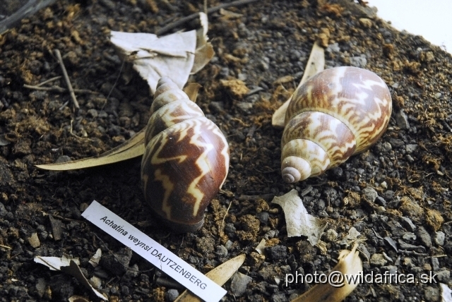 _DSC0202.JPG - Achatina weynsi