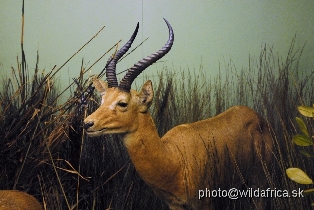 _DSC0210.JPG - Western or Buffon's Kob (Kobus kob kob)