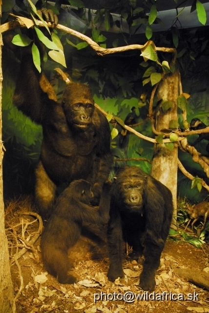 _DSC0211.JPG - Gorilla family