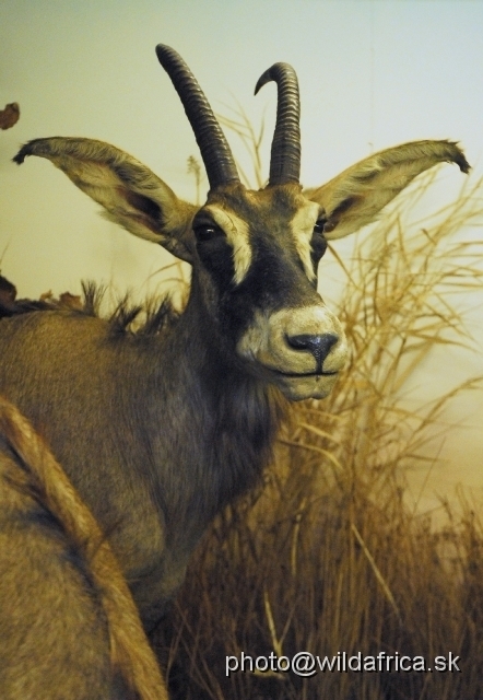 _DSC0214.JPG - Roan antelope (Hippotragus equinus)