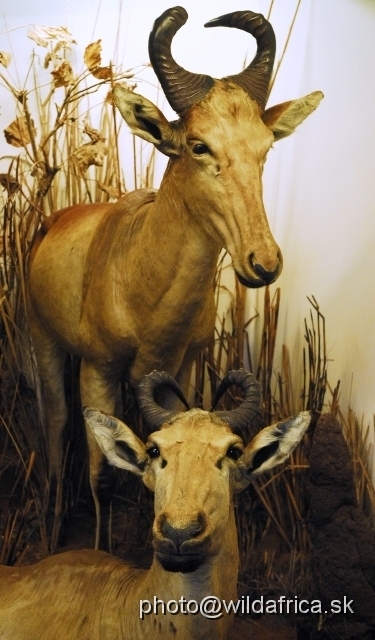 _DSC0226.JPG - Konzi or Lichtenstein's Hartebeest (Sigmoceros lichtensteini)