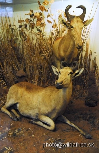 _DSC0227.JPG - Konzi or Lichtenstein's Hartebeest (Sigmoceros lichtensteini)