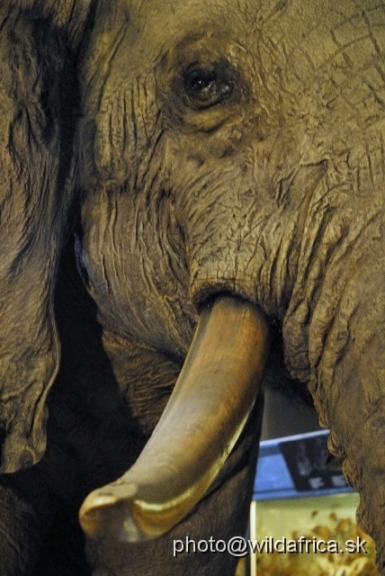 _DSC0239.JPG - African Elephant