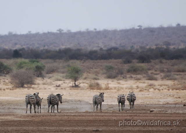 DSC_0002.JPG - Grant's Zebra.