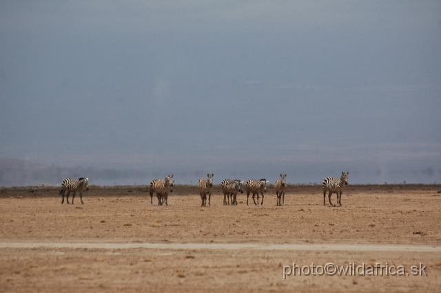 DSC_0006.JPG - Grant's Zebras on the plain.