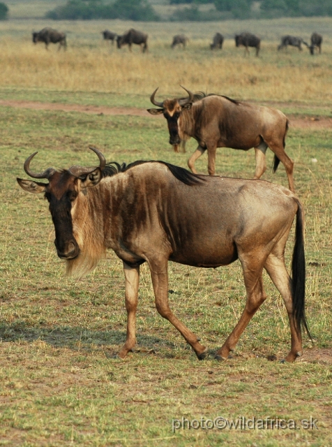 DSC_00233.JPG - Eastern White-bearded Wildebeest (Connochaetes taurinus albojubatus).