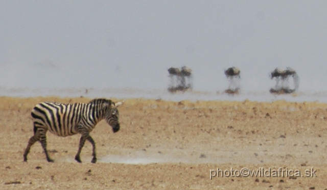 DSC_0030.JPG - Grant's Zebra in the phatamorgana.