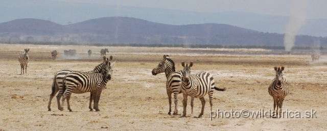 DSC_0033.JPG - Grant's Zebra and Amboseli's winds.