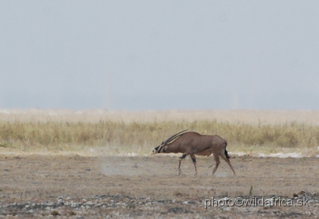 DSC_0034.JPG - Fringe-eared Oryx (Oryx gazella callotis).