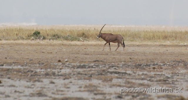 DSC_0036.JPG - Fringe-eared Oryx (Oryx gazella callotis).