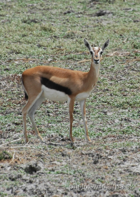 DSC_0040.JPG - Thomson's Gazelle (Gazella (Eudorcas) thomsoni).