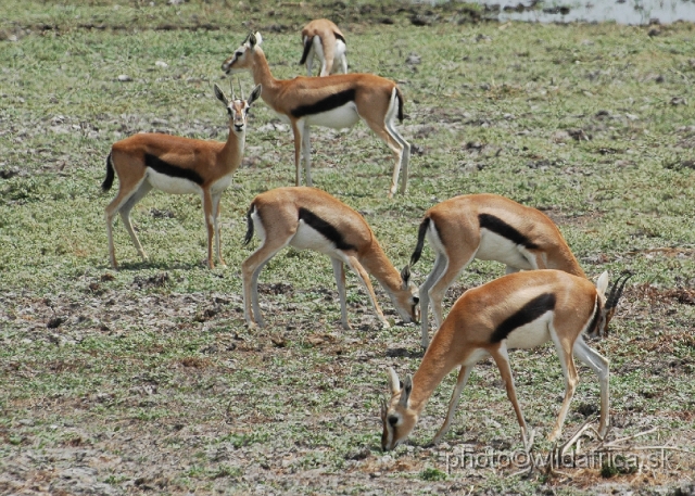 DSC_0041.JPG - Thomson's Gazelle (Gazella (Eudorcas) thomsoni).