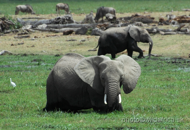 DSC_005223.JPG - The Amboseli Elephant.