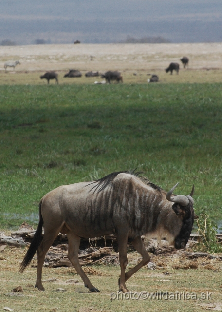 DSC_0069.JPG - Eastern White-bearded Wildebeest (Connochaetes taurinus albojubatus).