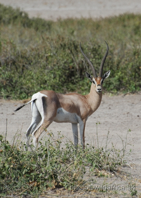 DSC_0107.JPG - Grant's Gazelle (Gazella (Nanger) granti).