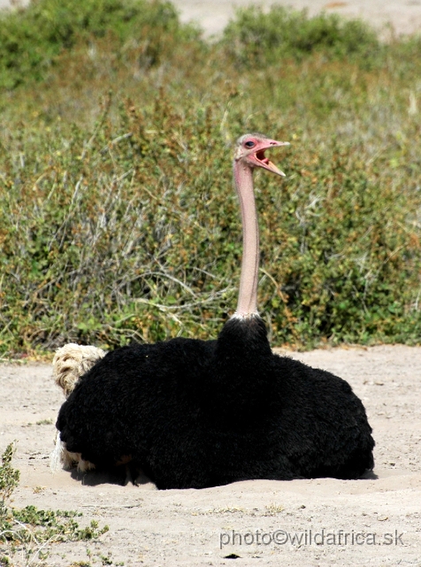 DSC_0114.JPG - Masai Ostrich (Struthio camelus)