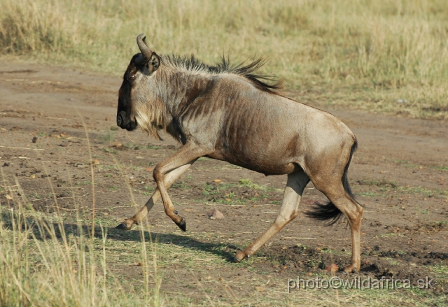 DSC_013320.JPG - Eastern White-bearded Wildebeest (Connochaetes taurinus albojubatus).