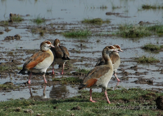 DSC_0135.JPG - Egyptian Goose (Alopochen aegyptiaca)