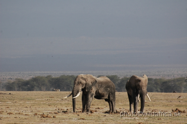 DSC_0141.JPG - The Amboseli Elephant.