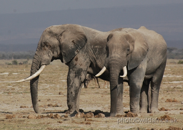 DSC_0148.JPG - The Amboseli Elephant.