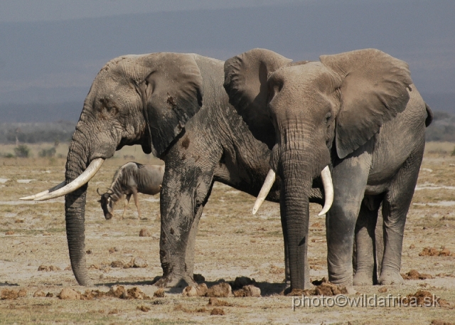 DSC_0155.JPG - The Amboseli Elephant.