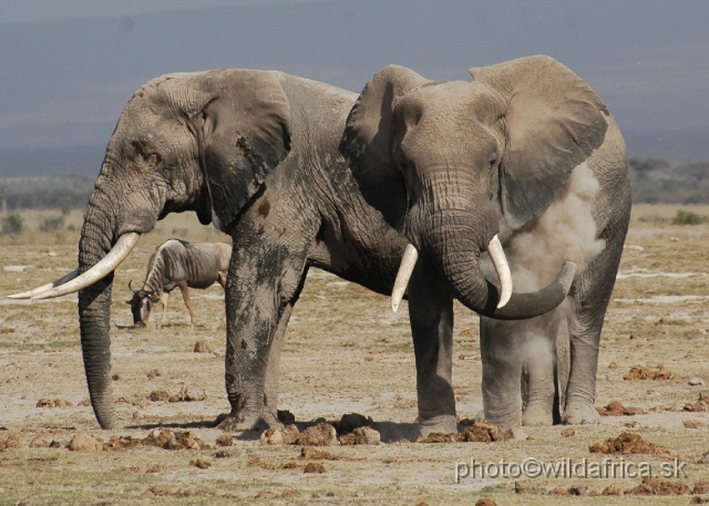 DSC_0156.JPG - The Amboseli Elephant.