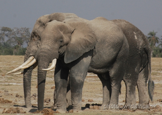 DSC_0160.JPG - The Amboseli Elephant.